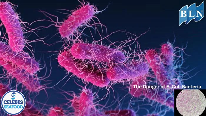 The Danger of E. Coli Bacteria